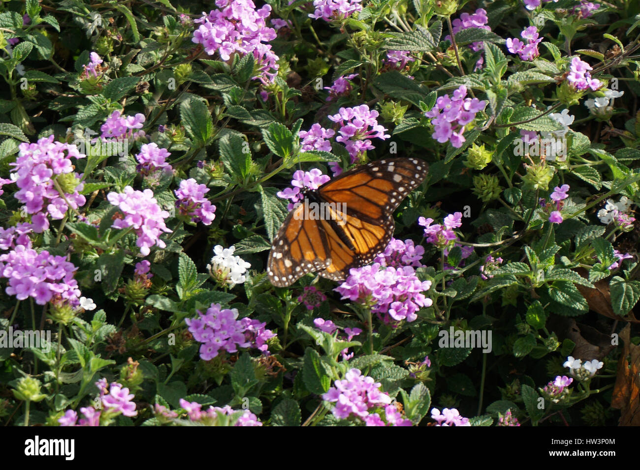 Monarch Butterfly sitting on some purple flowers Stock Photo - Alamy