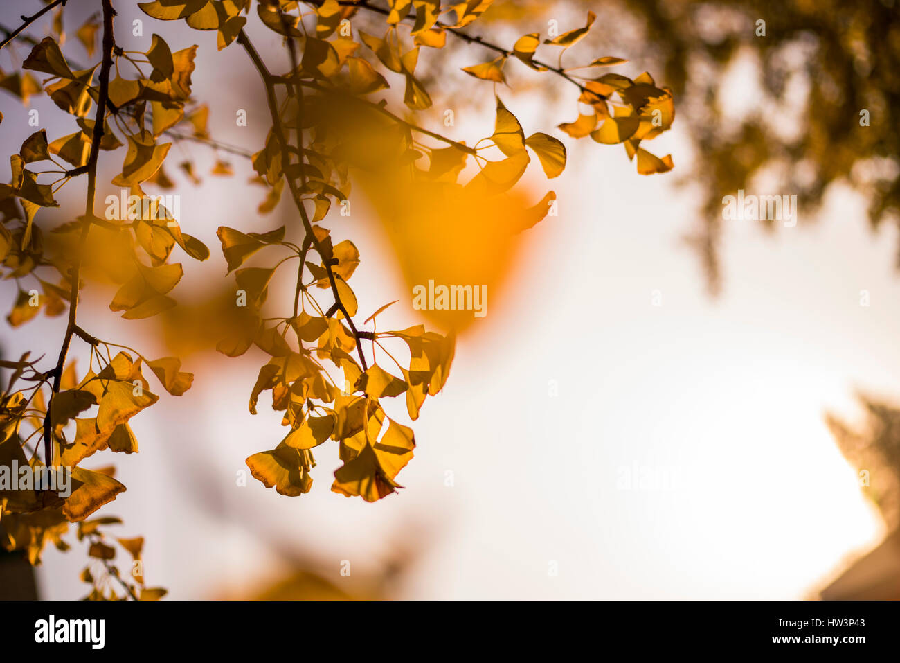 Ginkgo biloba turning colour in autumn Beijing China Stock Photo