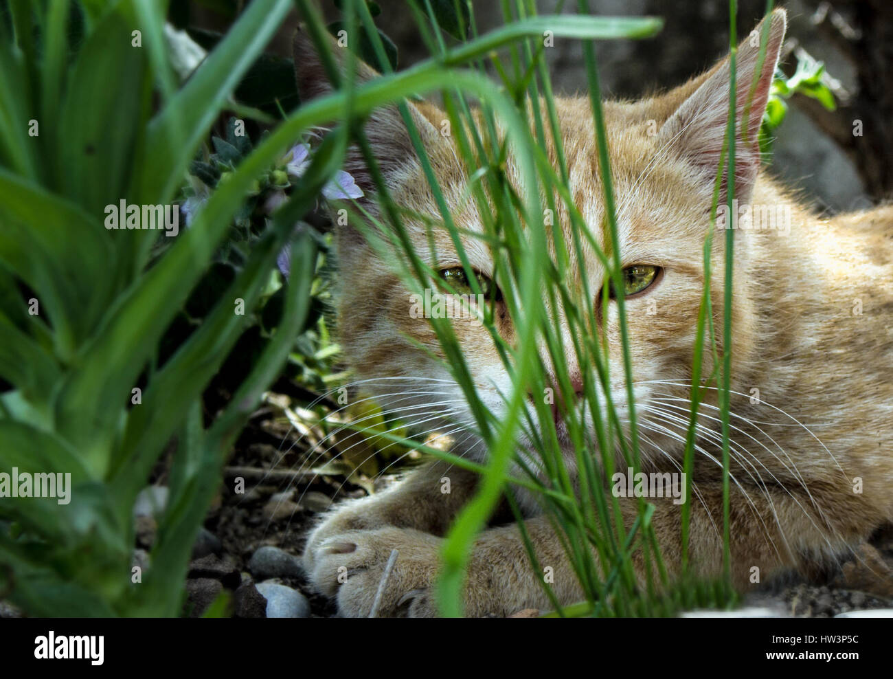 Close up of an adult orange tabby cat lying behind plants. Stock Photo