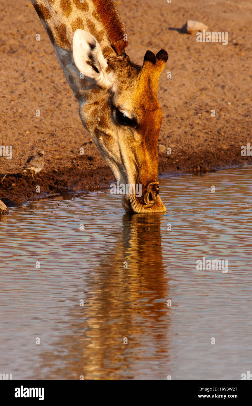 Giraffe drinking at Chudob waterhole, Etosha National Park, Namibia Stock Photo