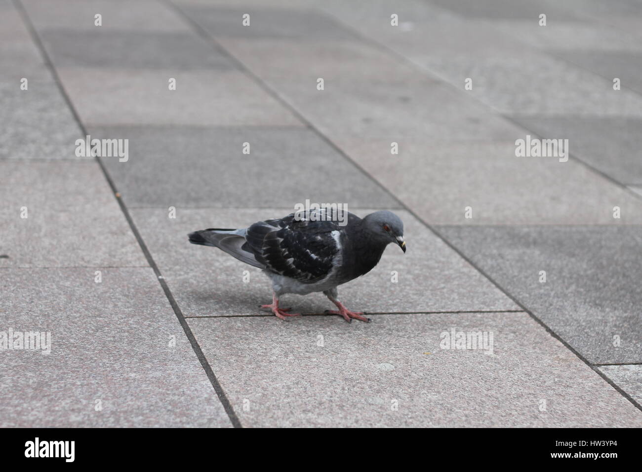CARDIFF, UNITED KINGDOM. Pigeon wandering the streets of Cardiff City Centre on a cold Winter's day. Stock Photo
