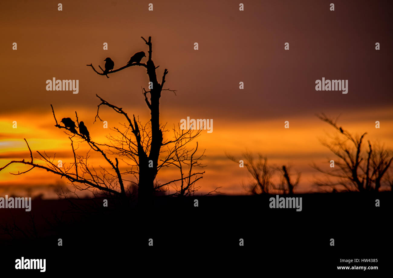 Melton Mowbray, Leicestershire, UK. 17th March 2017. Warm colours at sunrise, Crows nest high in Melton Mowbray, Leicestershire, UK. 17th March 2017. Warm colours at sunrise, Crows nest high in