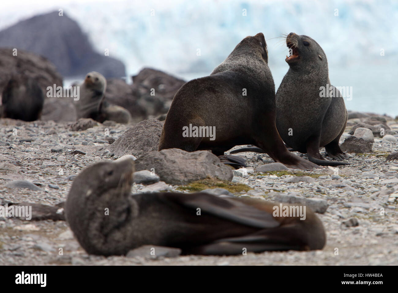 Penguin Island, Antarctica. 25th Jan, 2017. Two young male Antarctic