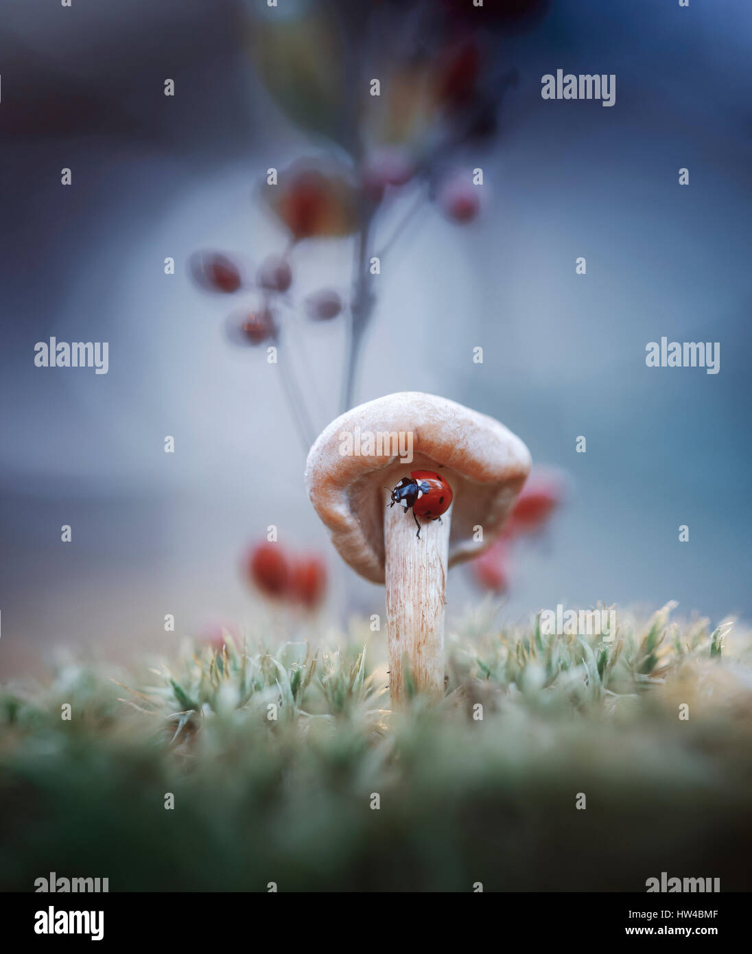 Ladybug on mushroom Stock Photo