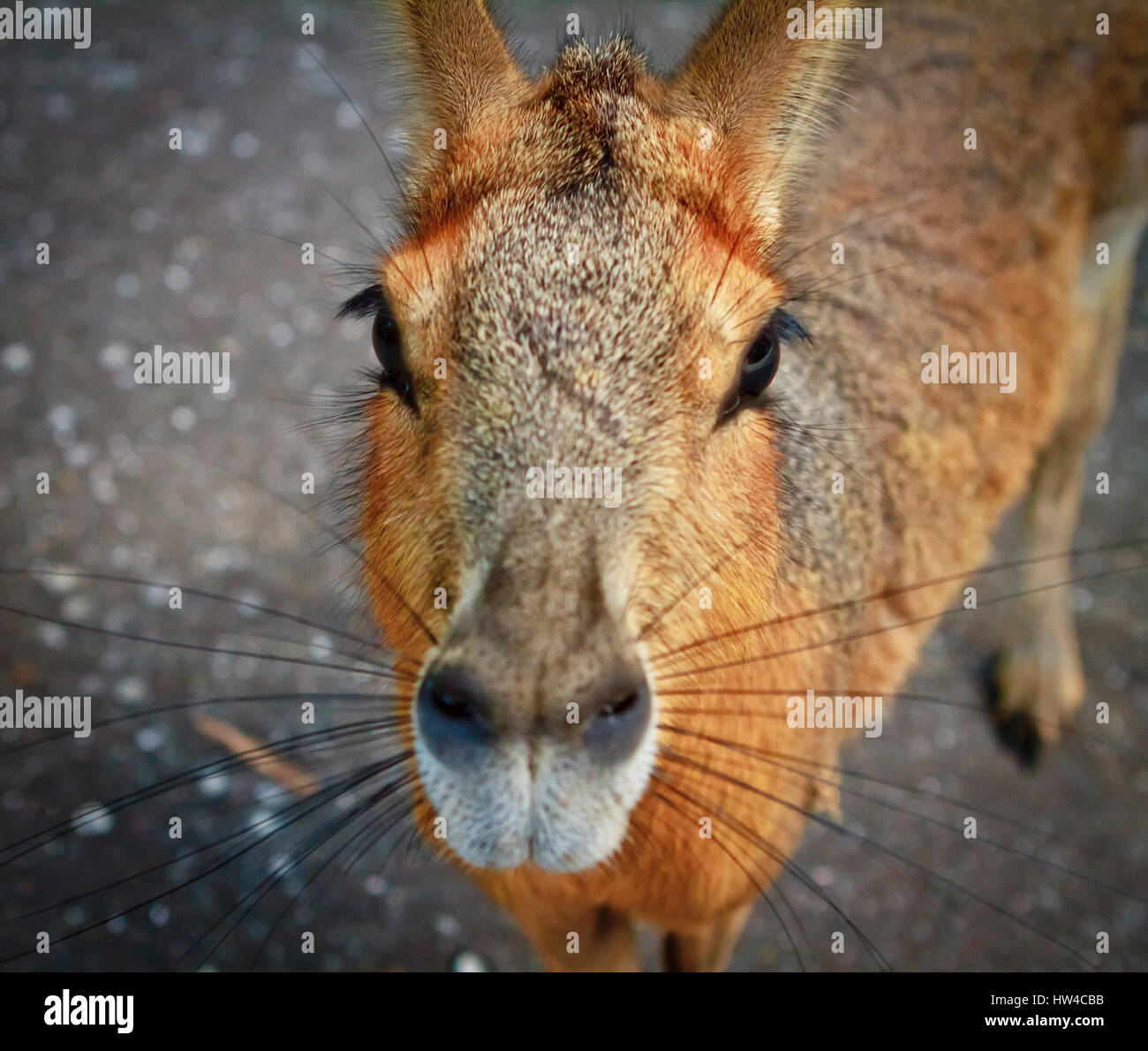 Close up of nose of capybara Stock Photo
