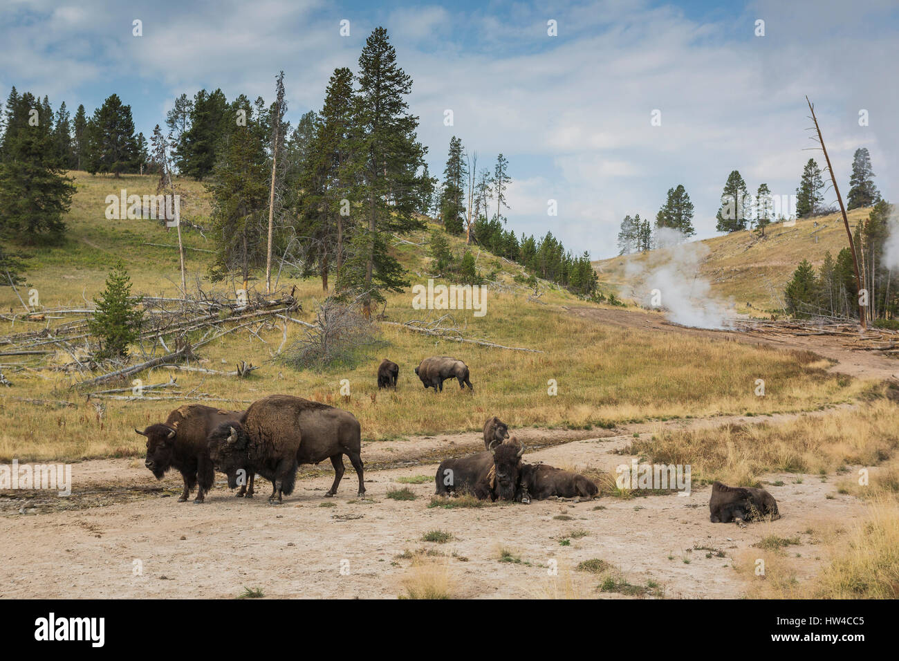Bison in field near geyser, Yellowstone National Park, Wyoming, United States Stock Photo
