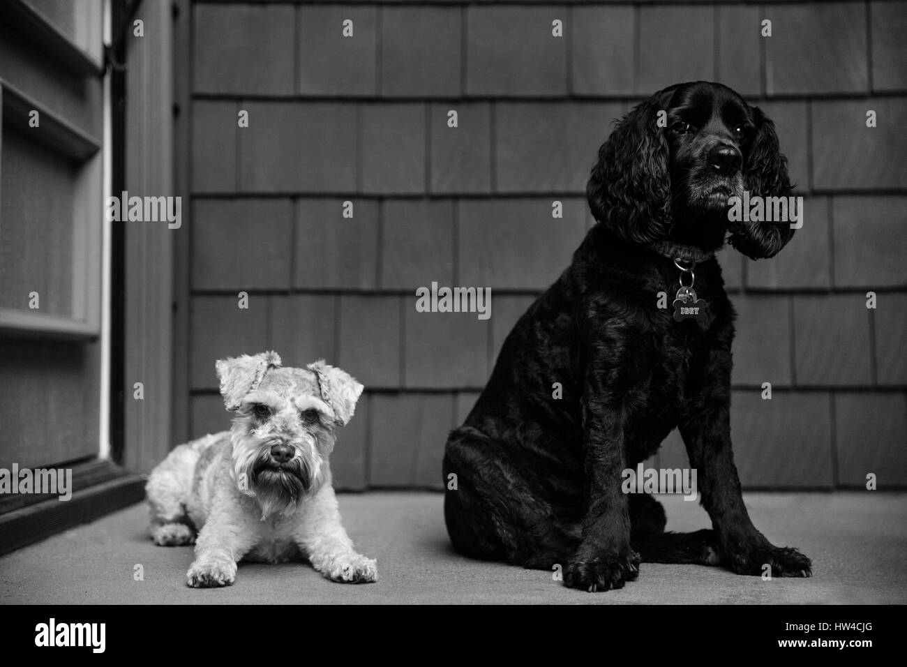 Black and white dogs Stock Photo Alamy