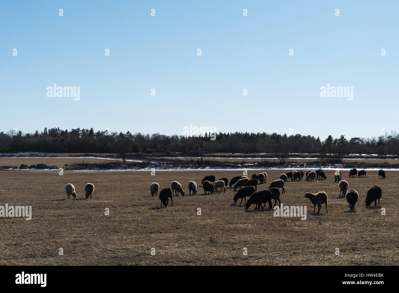 Herd of grazing sheep by early springtime in a landscape with some remaining snow Stock Photo
