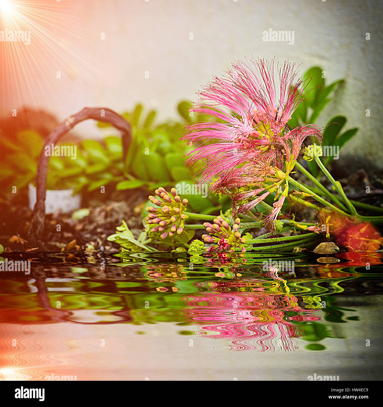 Abstract soft blurred and soft focus of Albizia julibrissin with reflect in water Stock Photo