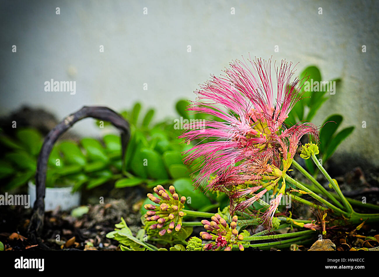 Abstract soft blurred and soft focus of Albizia julibrissin Stock Photo