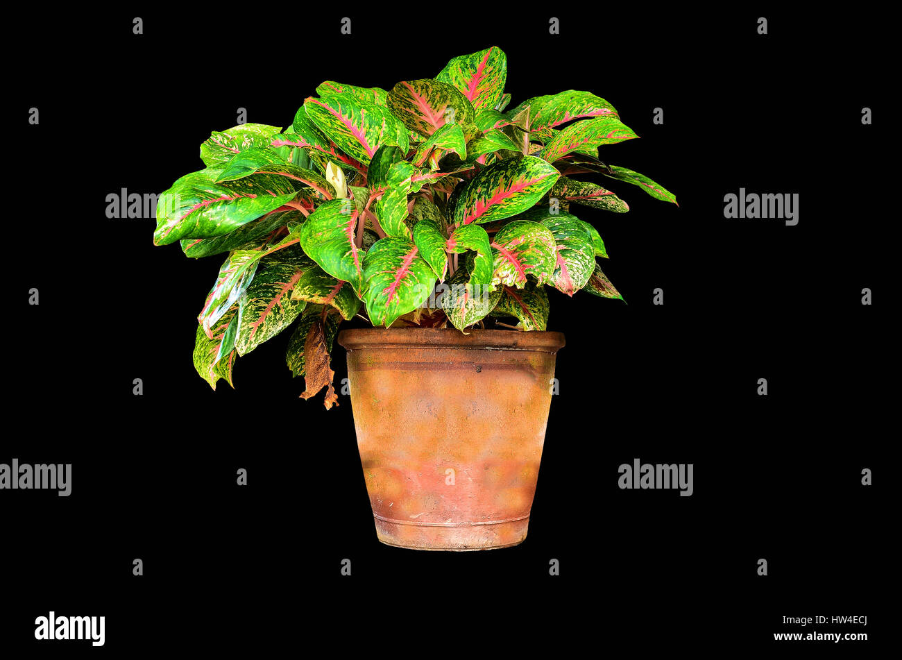 Aglaonema modestum isolated on black background Stock Photo