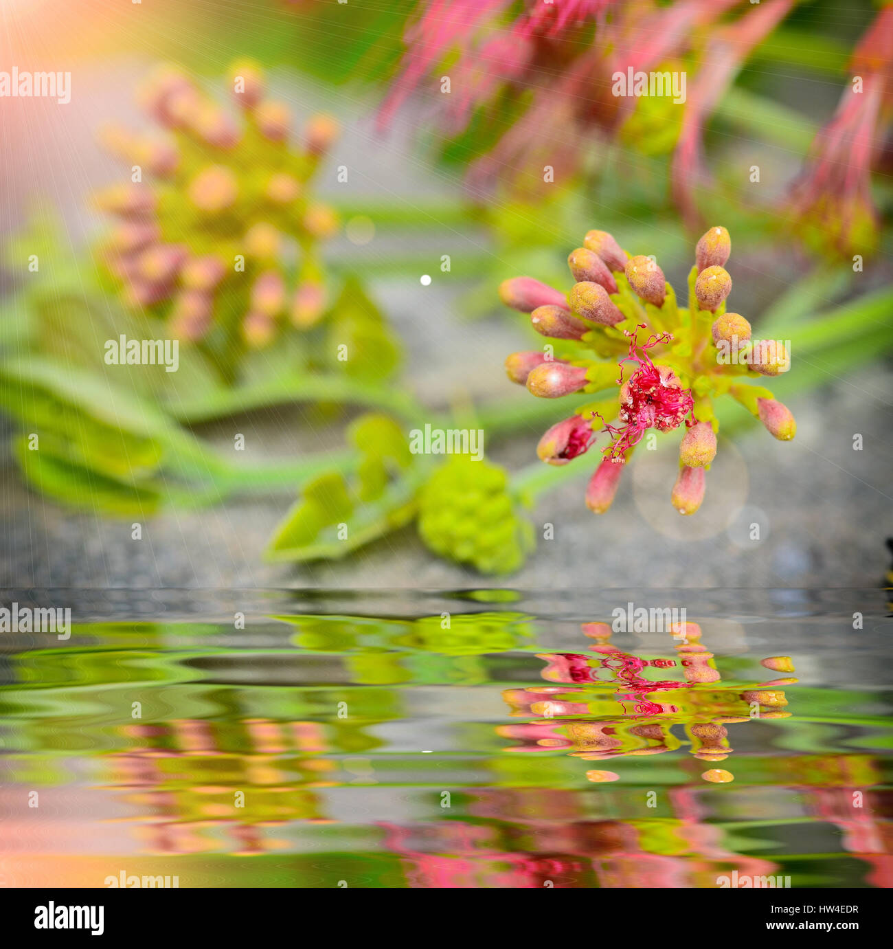 Close up Bud Albizia lebbeck with reflect in water Stock Photo