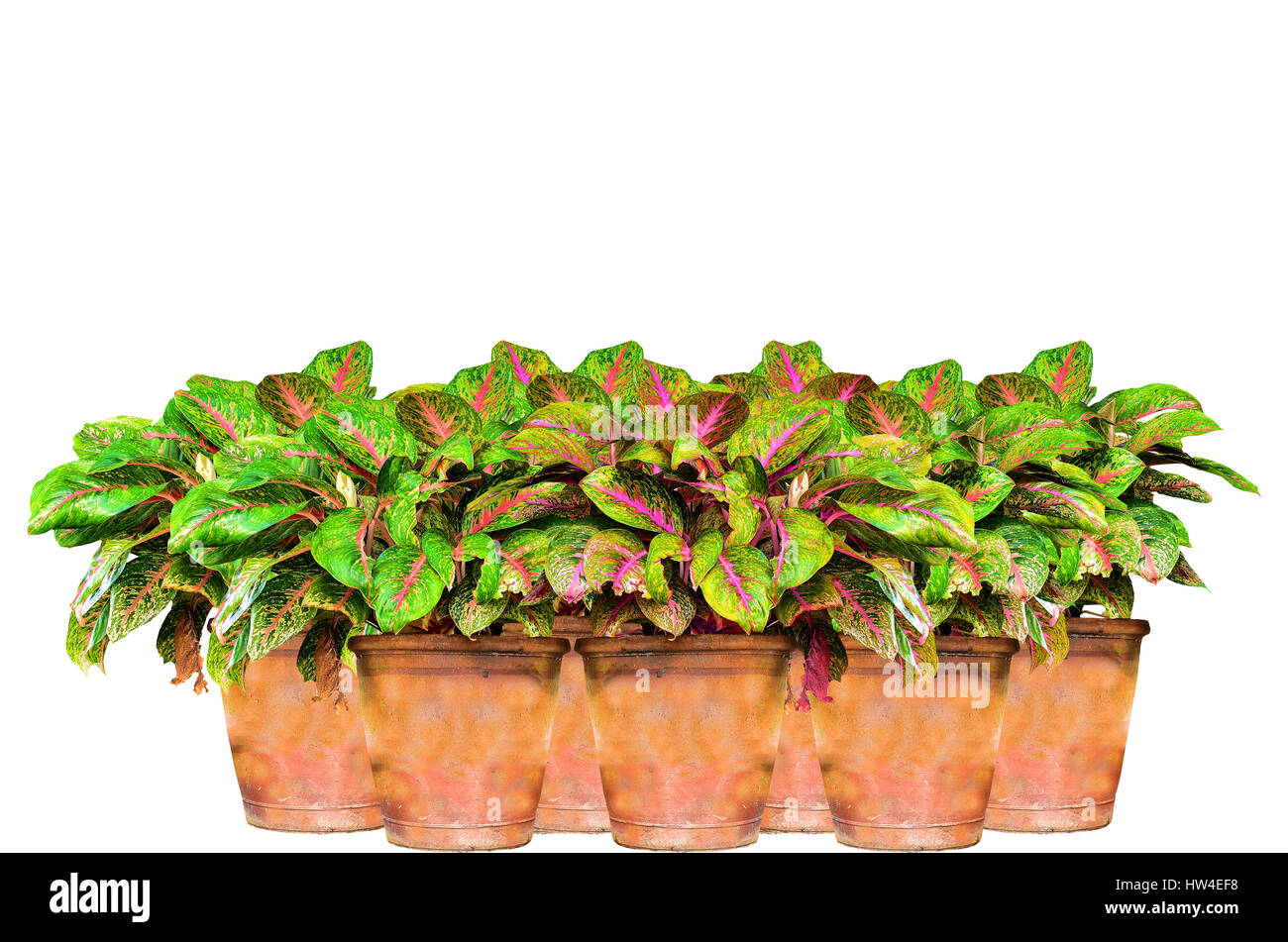 Group Beautiful Aglaonema modestum isolated on white background Stock Photo