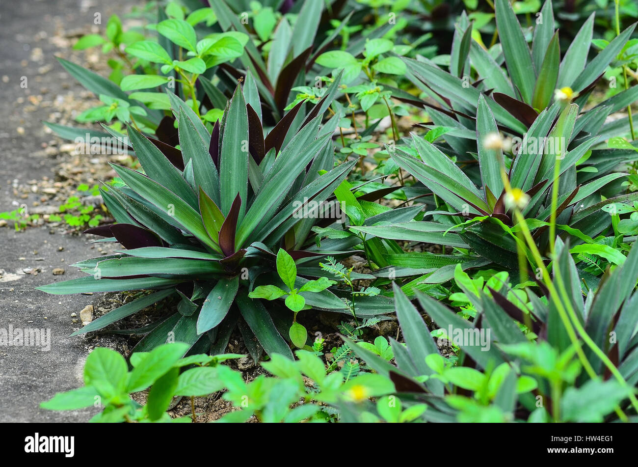 Oyster plant in garden Stock Photo Alamy