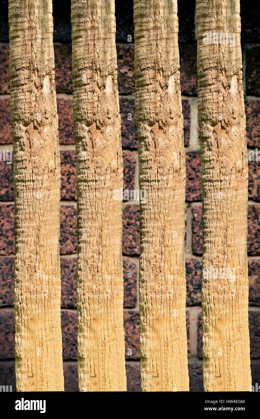 Thick tree trunk closeup Stock Photo Alamy