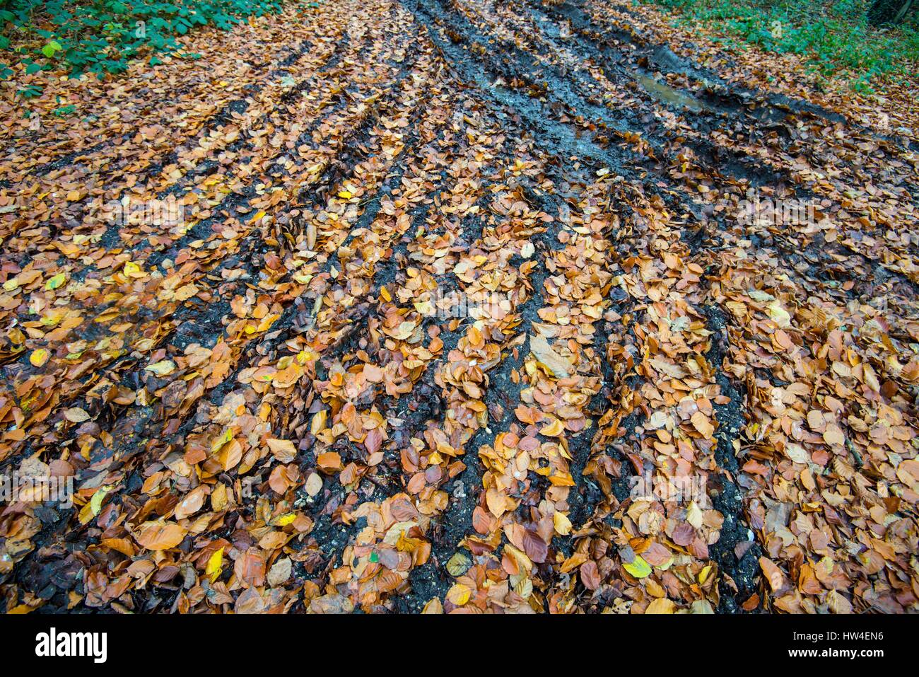 Fallen Beech leaves in muddy tracks. Stock Photo