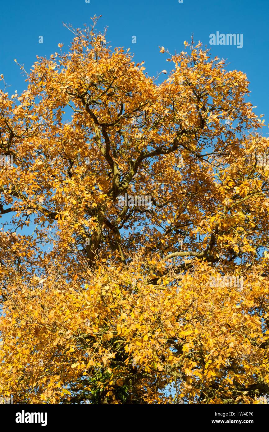 Mature English Oak in Autumn clours with blue sky. Stock Photo
