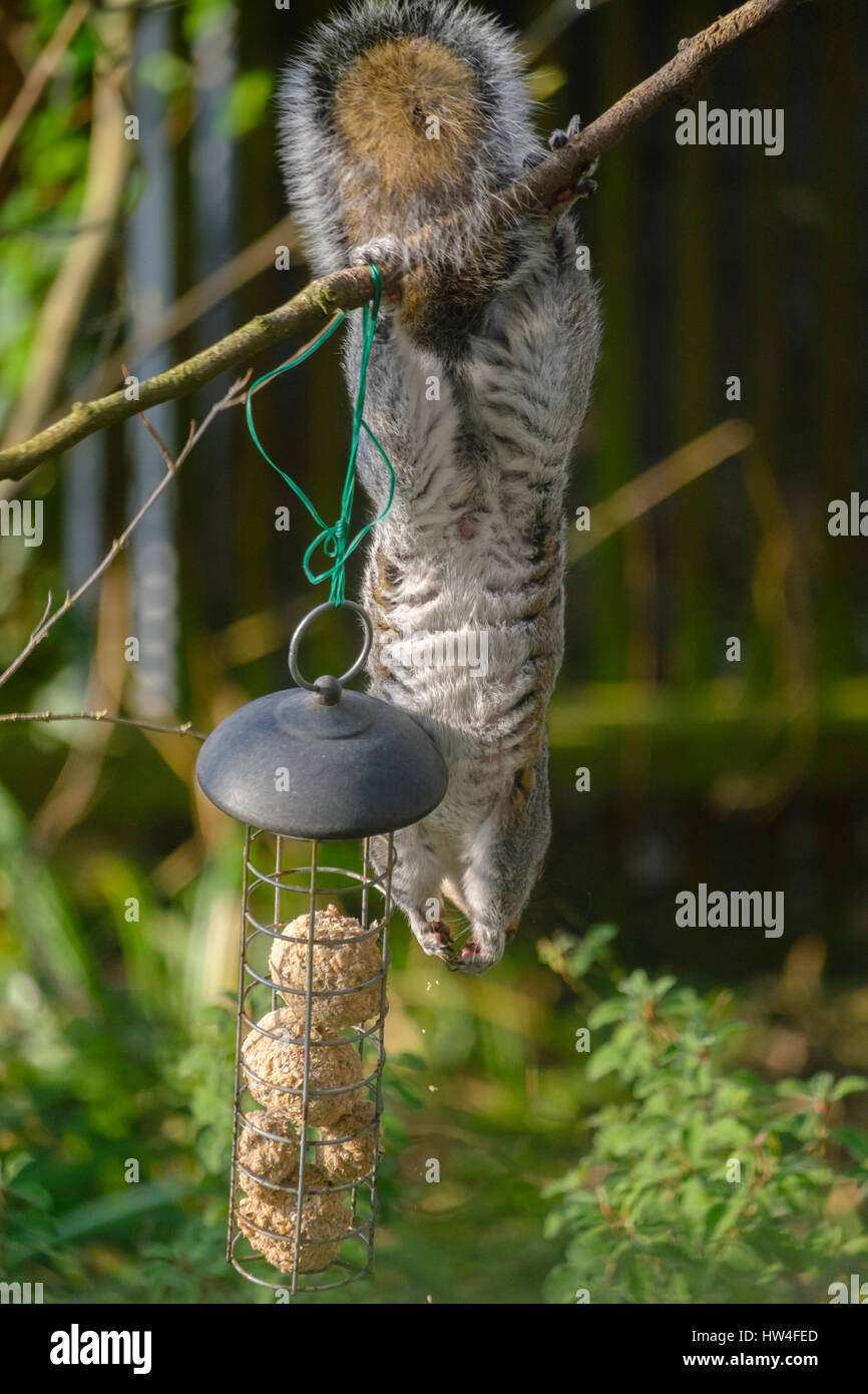 Grey squirrel raiding bird feeder in suburban garden, London, UK Stock Photo