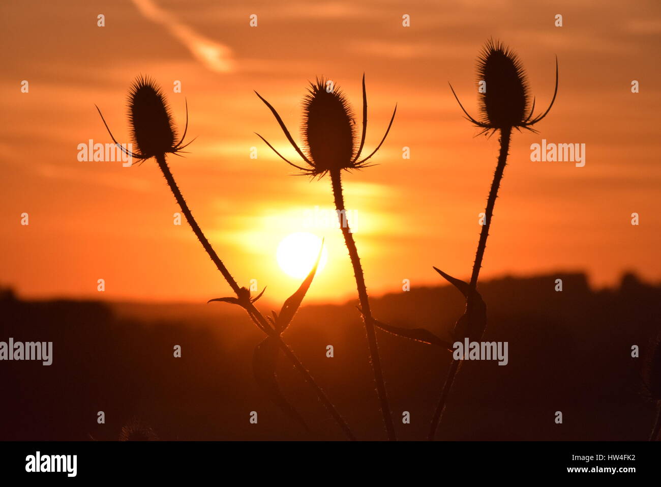 sunset behind flower silhouettes Stock Photo