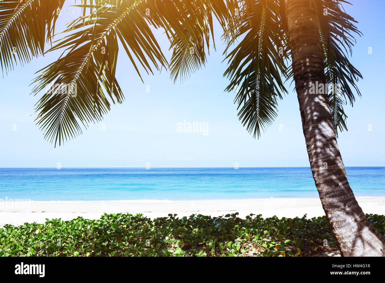 Tropical palm tree beach resort Stock Photo Alamy