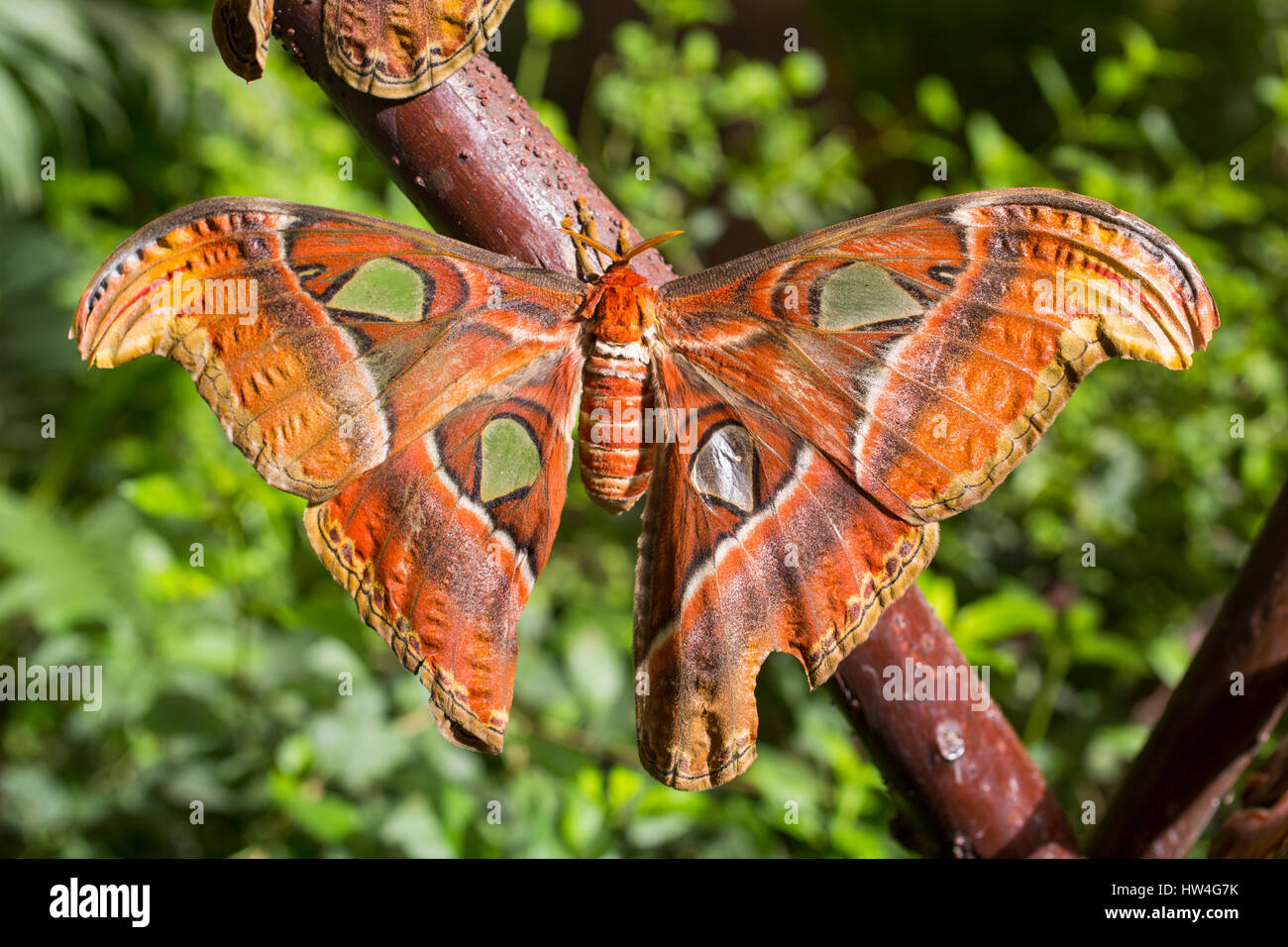 Attacus atlas. Benalmadena Butterfly Park, Costa del Sol, Malaga, Spain Europe Stock Photo