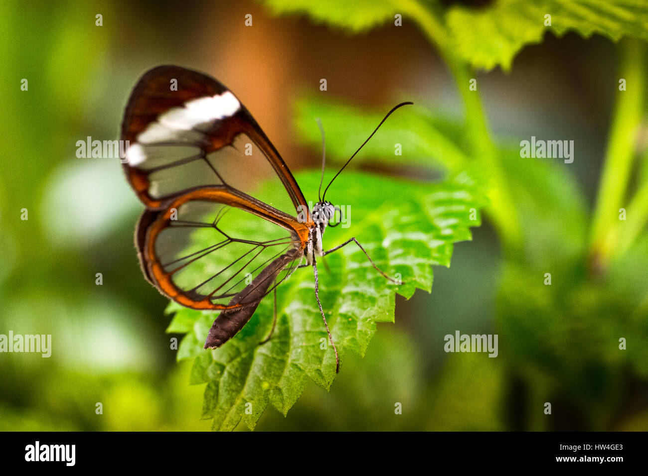 Greta oto butterfly. Glass butterfly or mirrors butterfly, transparent wings. Benalmadena Butterfly Park, Costa del Sol, Malaga, Spain Europe Stock Photo