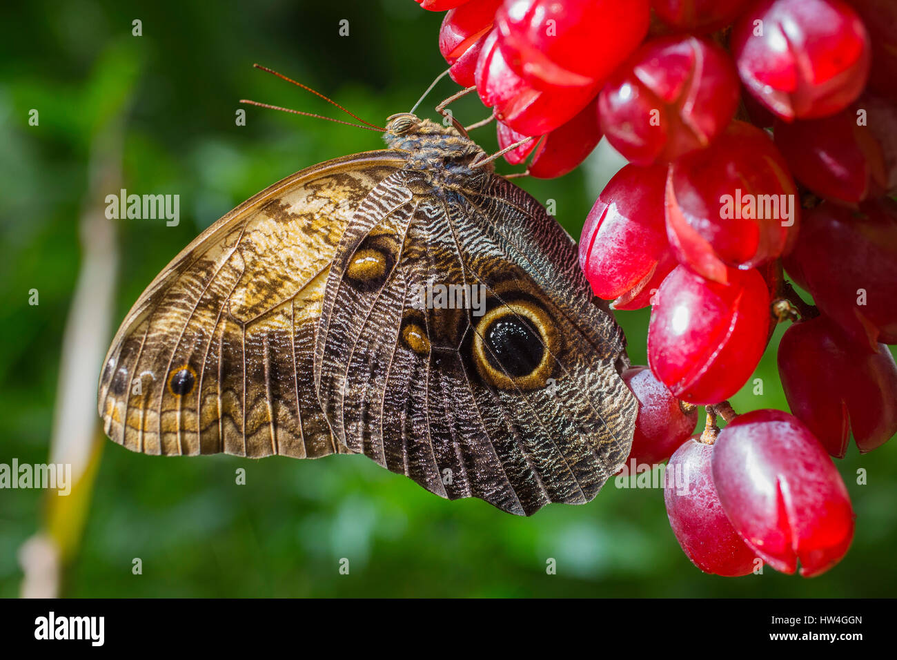 Owl Butterfly Caligo memnon. Benalmadena Butterfly Park, Costa del Sol,  Malaga, Spain Europe Stock Photo - Alamy