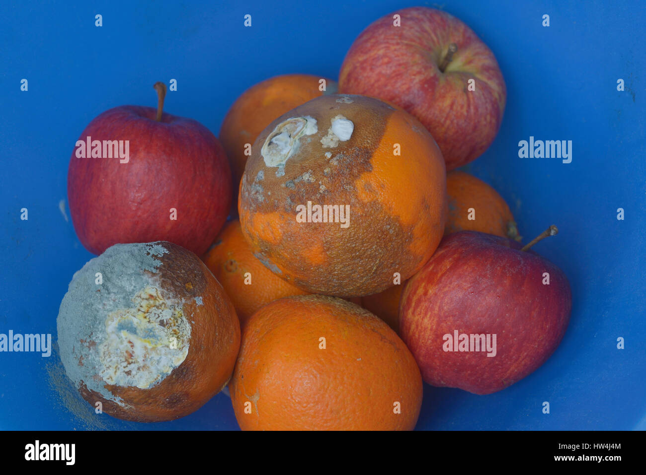 Rotten oranges and apples in a fruit bowl Stock Photo