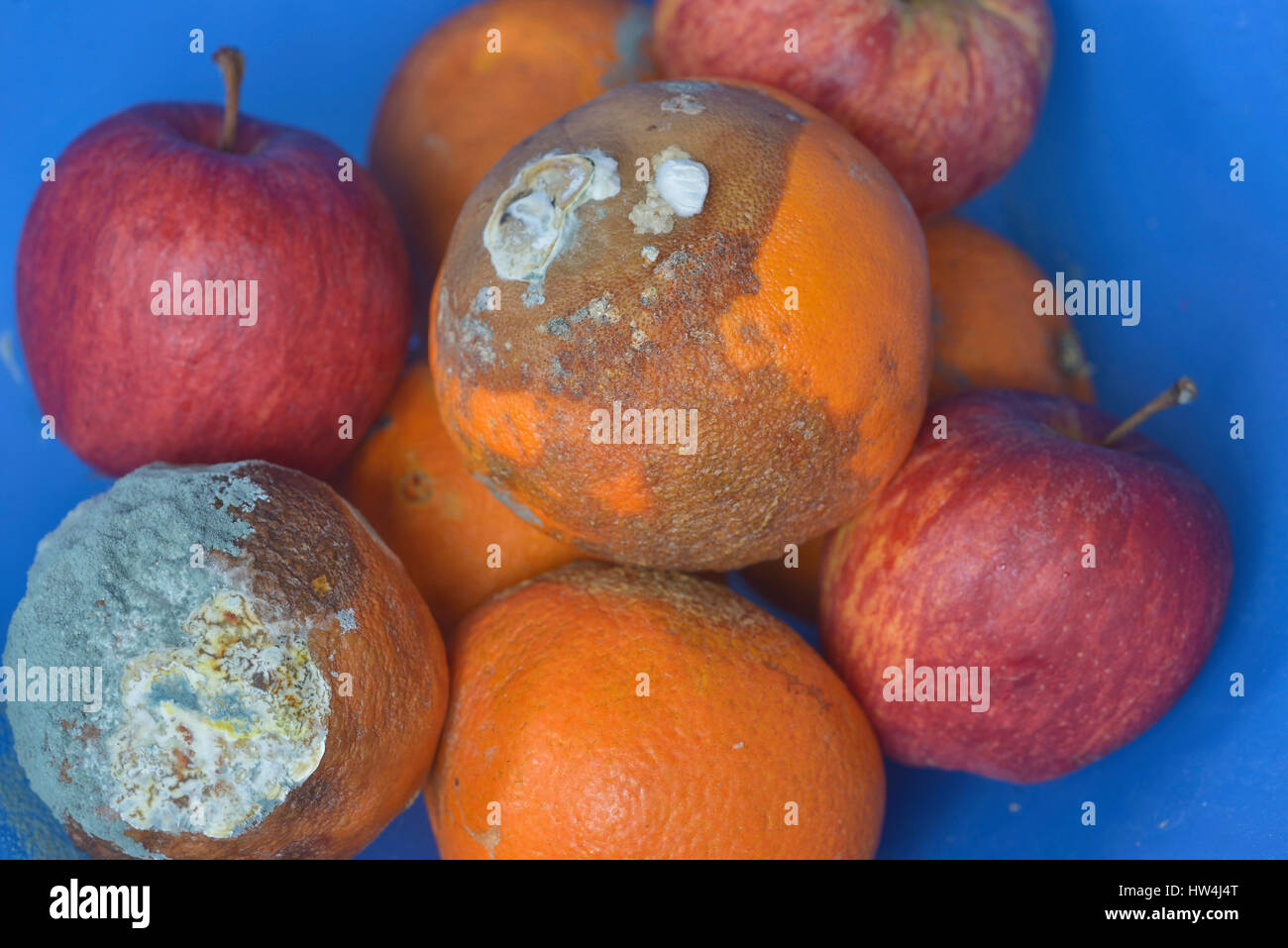 Rotten oranges and apples in a fruit bowl Stock Photo
