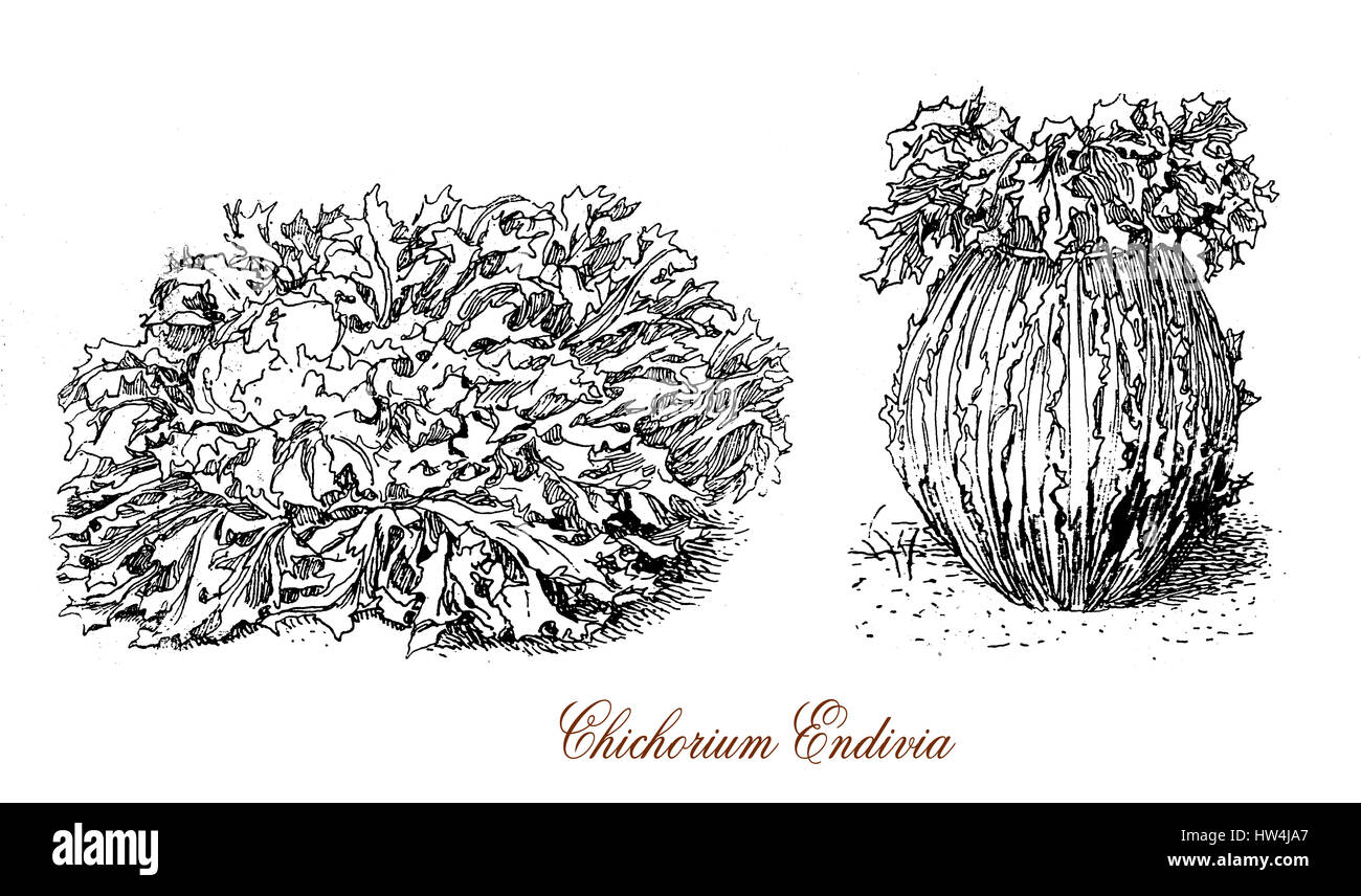 Endive chicory cichorium endivia hi-res stock photography and images ...