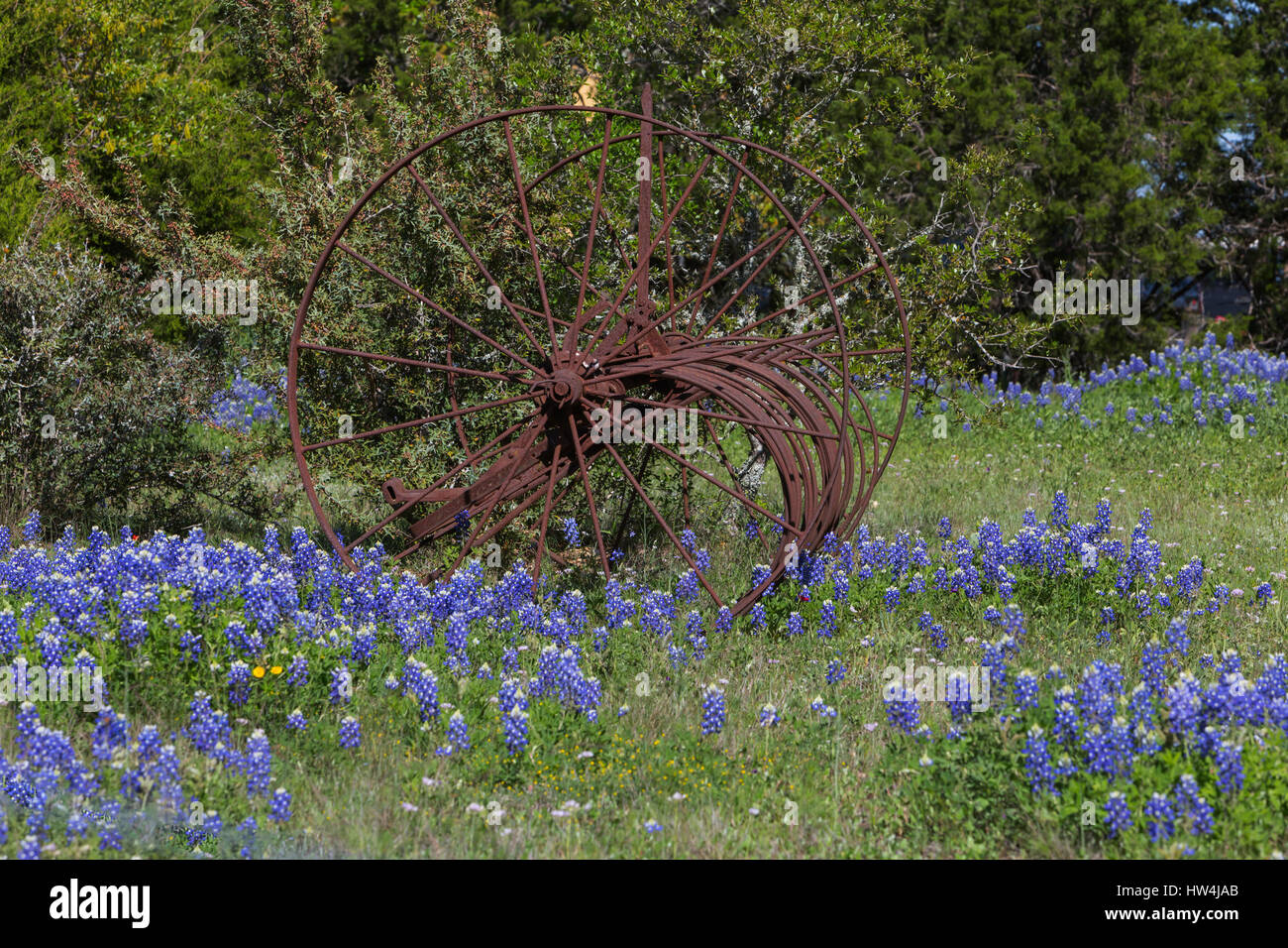 Texas Bluebonnet (Lupinus texensis) and rusty farm equipment, Willow City Loop Road, TX, USA Stock Photo