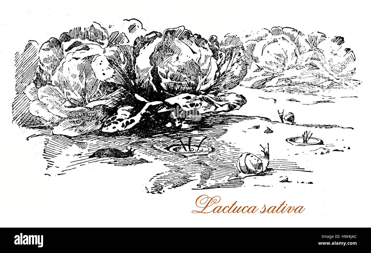 19th century engraving of  Lettuce, annual plant grown for vegetables leaves, most often used for salads, but also cooked Stock Photo