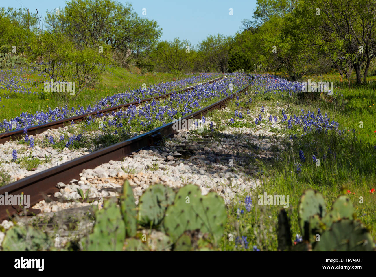 Texas Bluebonnet (Lupinus texensis) along railroad tracks, Llano County TX, USA Stock Photo