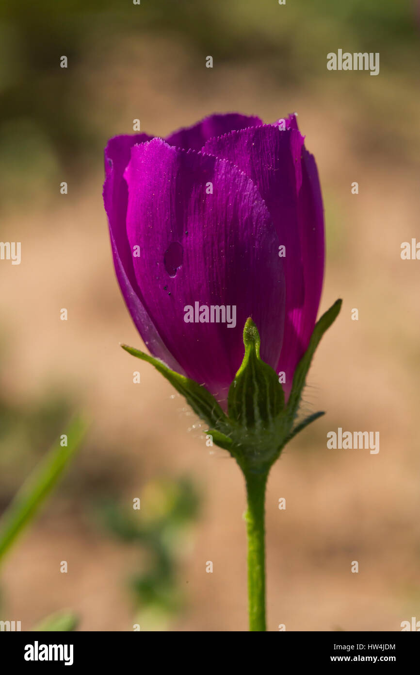 Wine Cup (Callirhoe involucrate), Llano County TX, USA Stock Photo