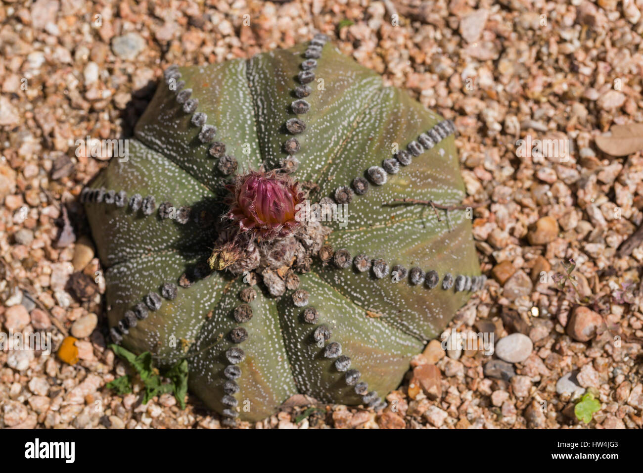 Star Cactus (Astrophytum asterias), San Antonio, TX, USA Stock Photo