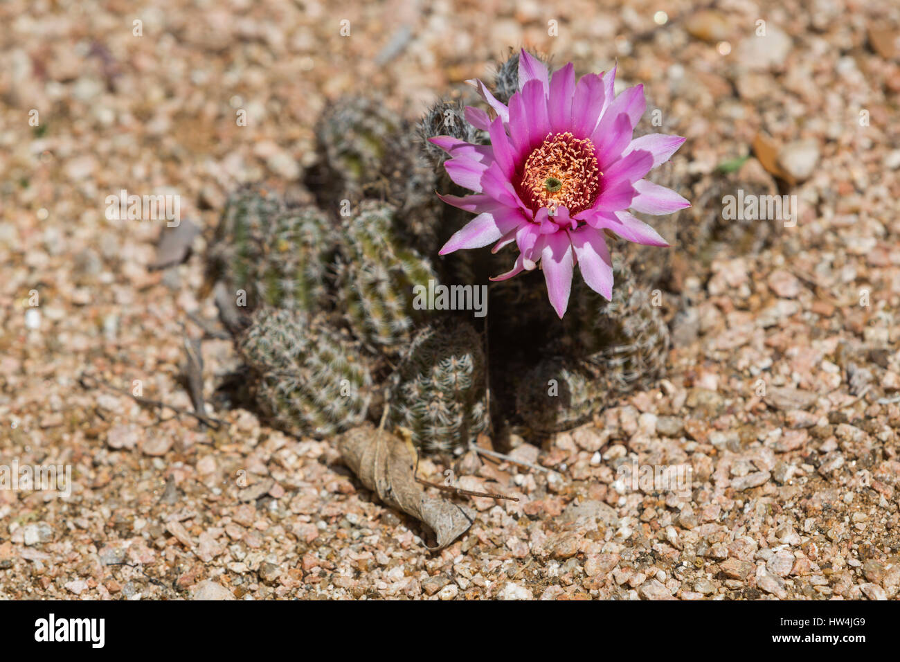 Black Lace Cactus (Echinocereus reichenbachii albertii), San Antonio, TX, USA Stock Photo