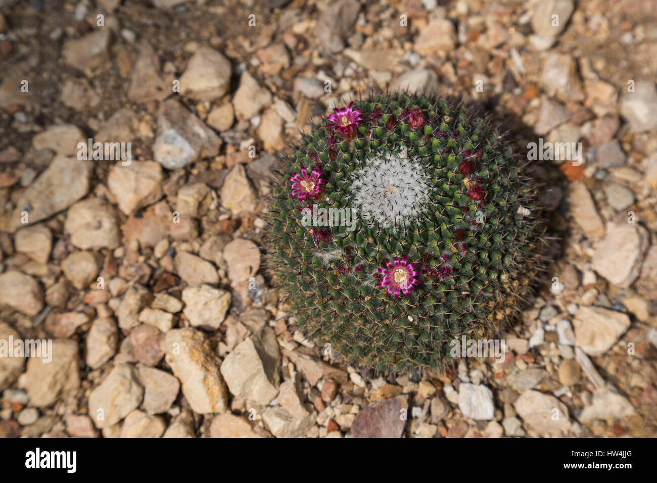 Pincushion Cactus (Mammillaria mystax), San Antonio, TX, USA Stock Photo