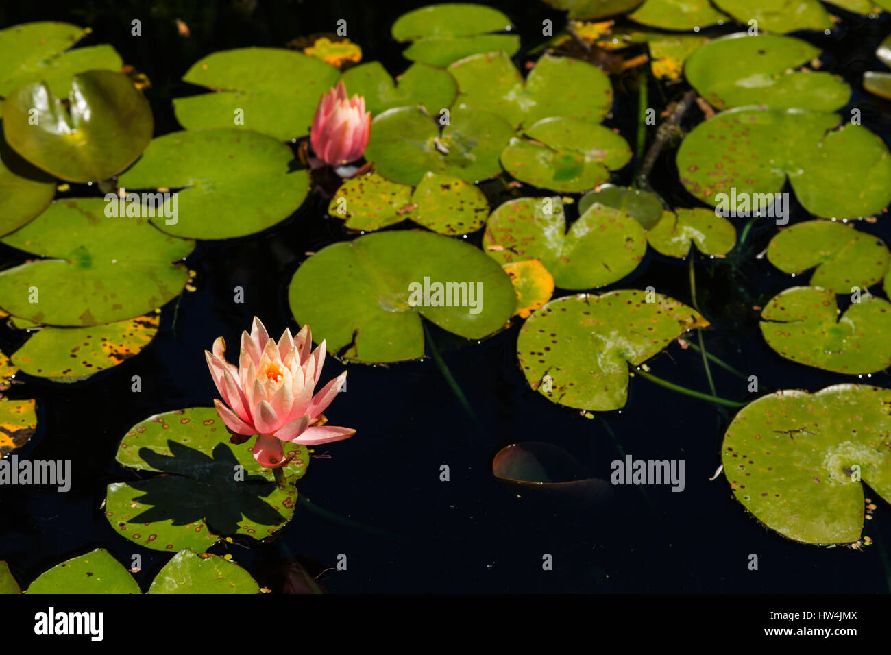 Water Lily (Nymphaea odorata), San Antonio, TX, USA Stock Photo