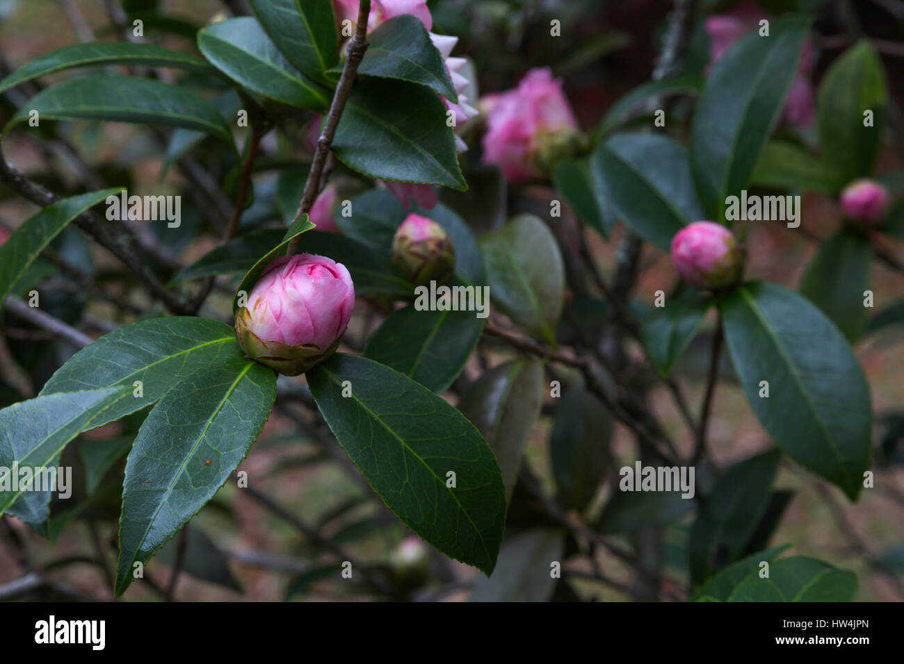 Camellia (Camellia sasanqua) in Eden Gardens State Park, FL, USA Stock Photo