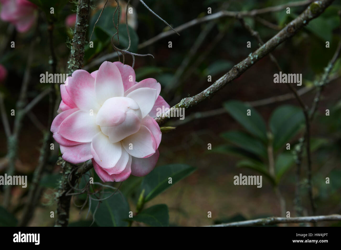 Camellia (Camellia sasanqua) in Eden Gardens State Park, FL, USA Stock Photo