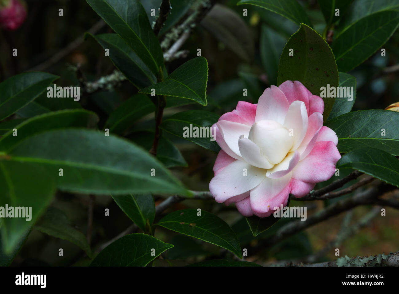 Camellia (Camellia sasanqua) in Eden Gardens State Park, FL, USA Stock Photo