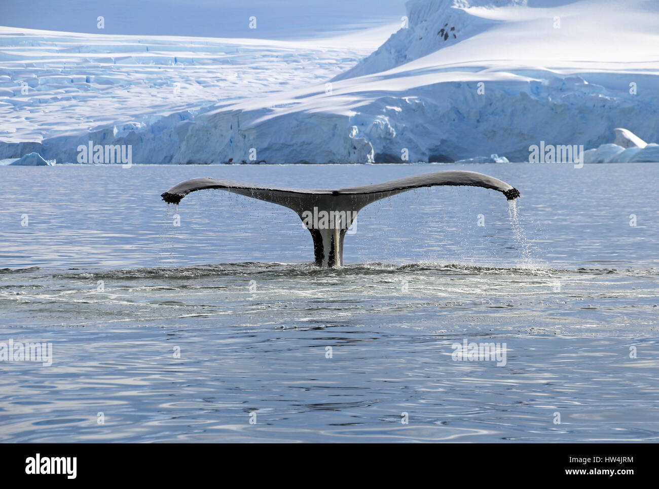 Humpback whale tail, showing on the dive, Antarctic Peninsula Stock ...