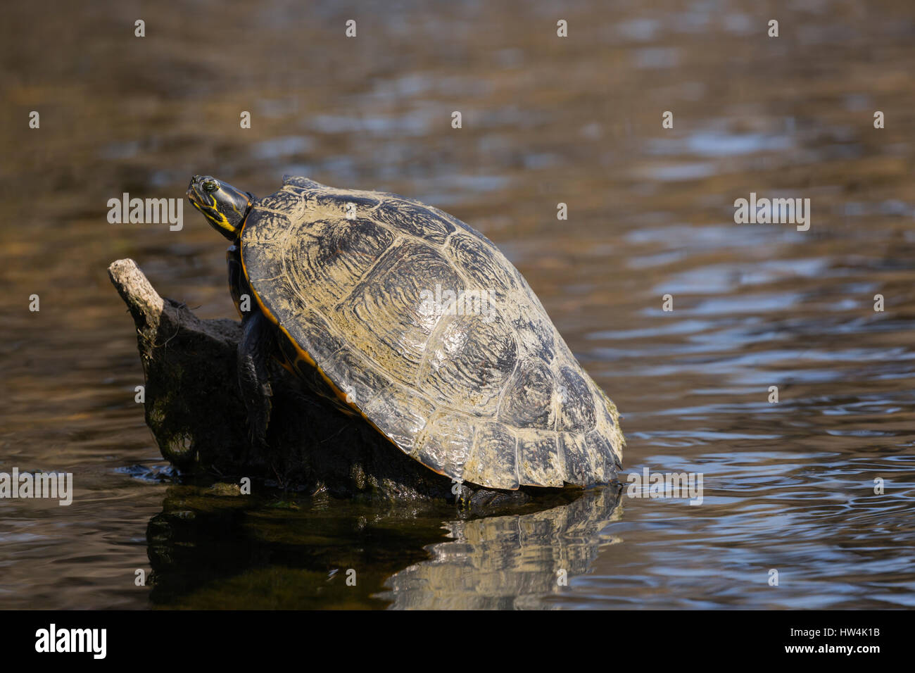 Wakulla Spring Hi-res Stock Photography And Images - Alamy