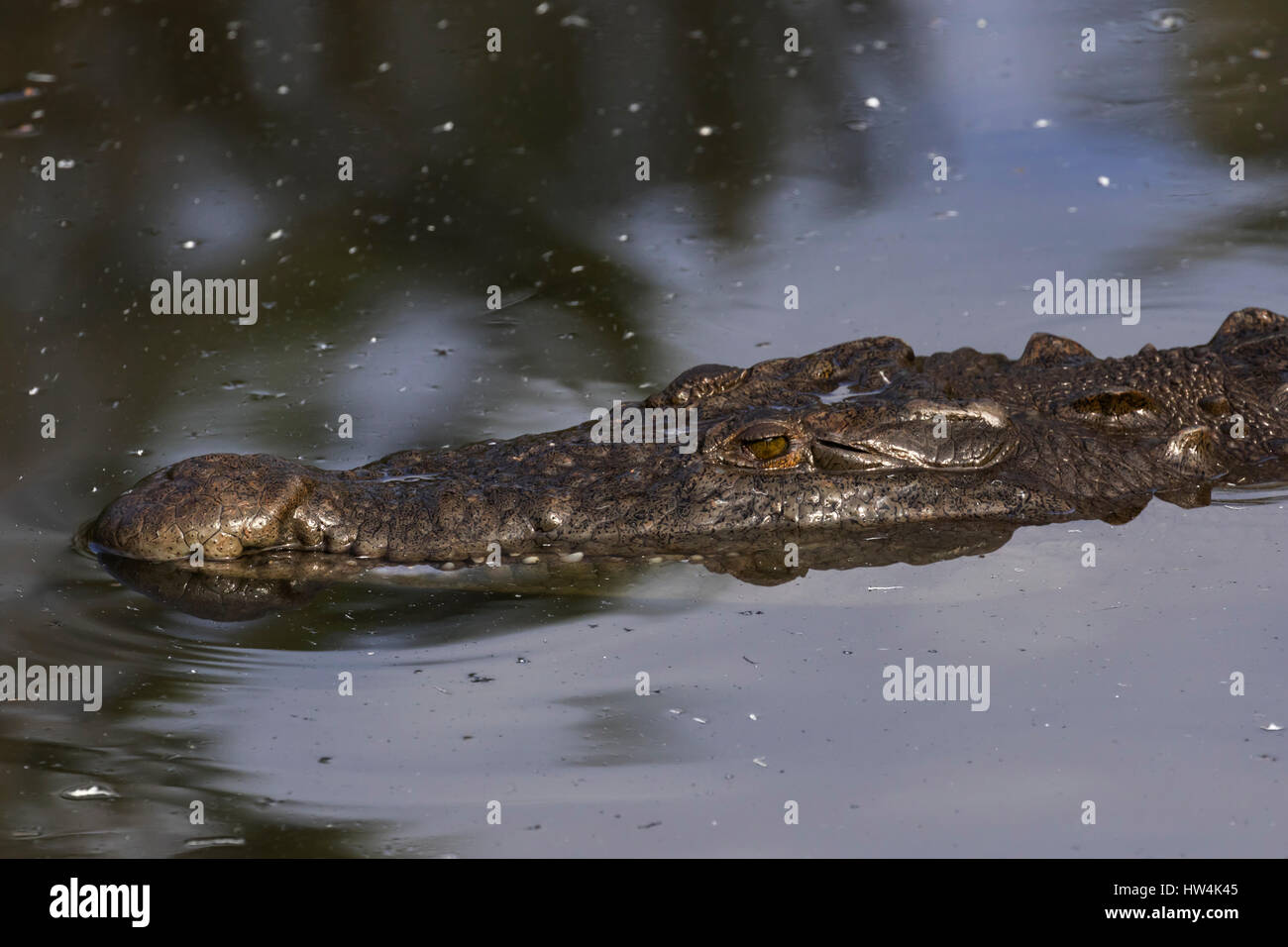 American Crocodile (Crocodylus acutus) portrait, St Augustine, FL, USA Stock Photo