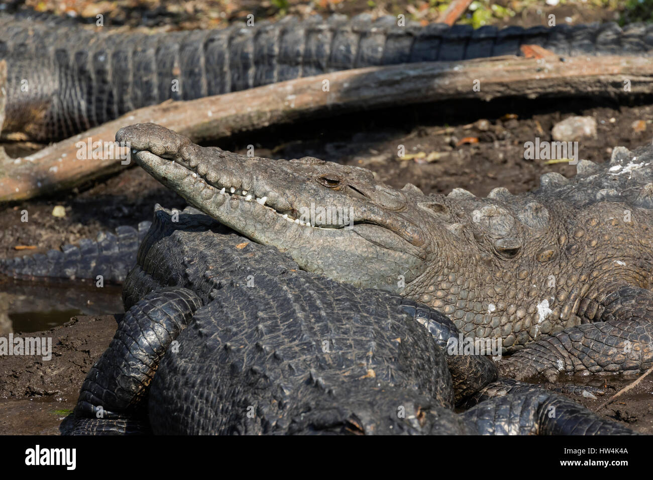 American Crocodile (Crocodylus acutus) resting on an alligator, St Augustine, FL, USA Stock Photo