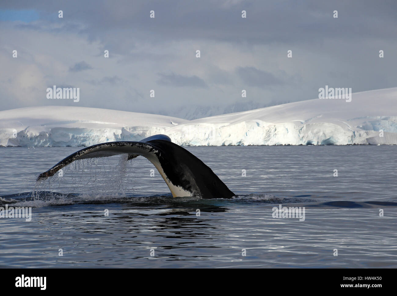 Humpback whale tail, showing on the dive, Antarctic Peninsula Stock ...