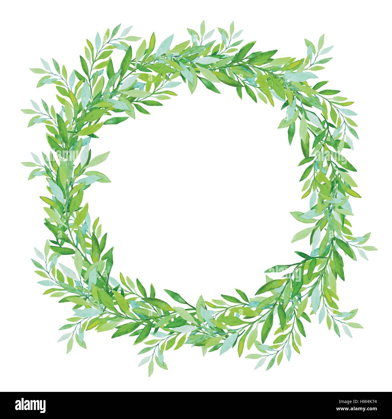 Olive wreath isolated on white background. Green tea tree leaves ...