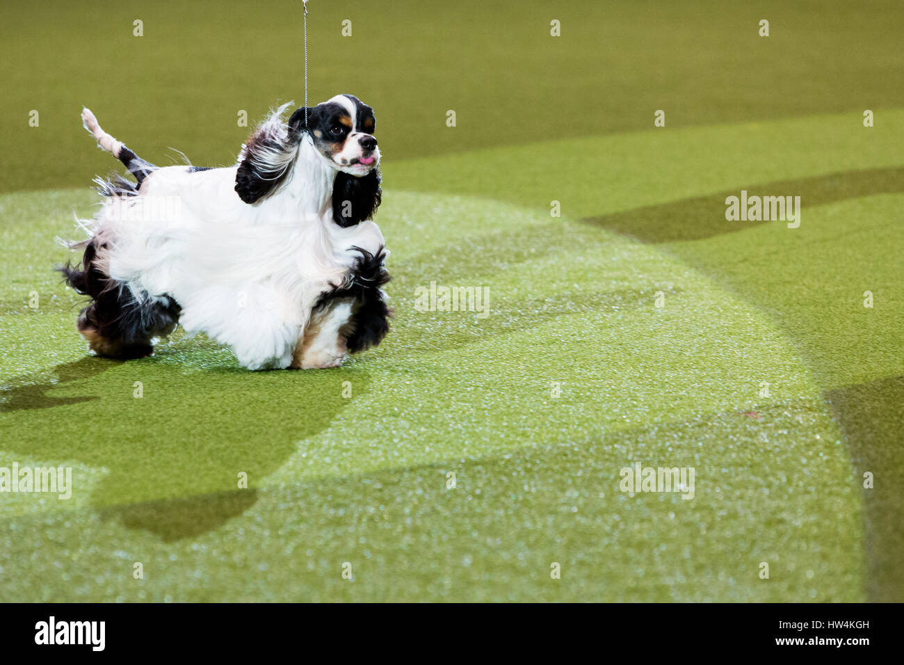 Crufts Best in Show winner Afterglow Miami Ink, an American Cocker Spaniel. ©Jon Freeman/Alamy Live News Stock Photo