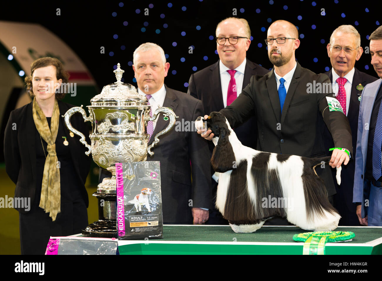 Crufts Best in Show winner Afterglow Miami Ink, an American Cocker