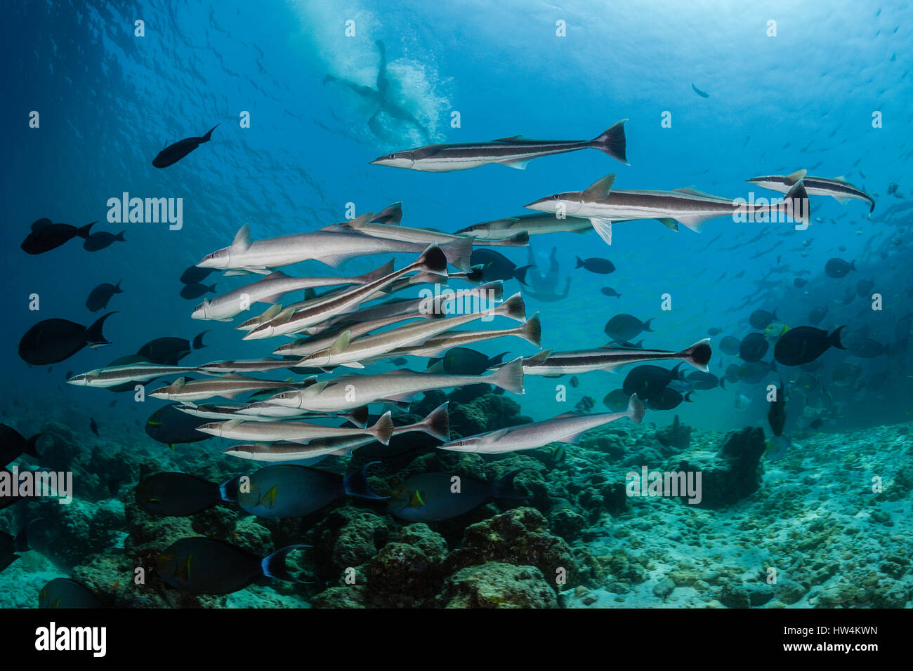 Shoal of Suckerfish, Echeneis naucrates, Felidhu Atoll, Maldives Stock Photo